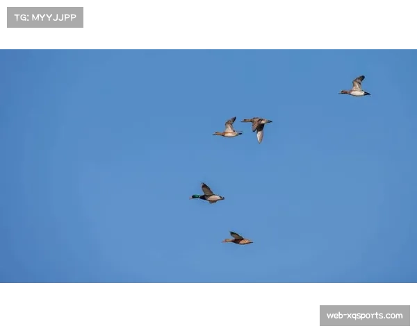 棒球运动助力动物保护 多个球场成候鸟迁徙重要栖息地 棒球运动助力动物保护 多个球场成候鸟迁徙重要栖息地